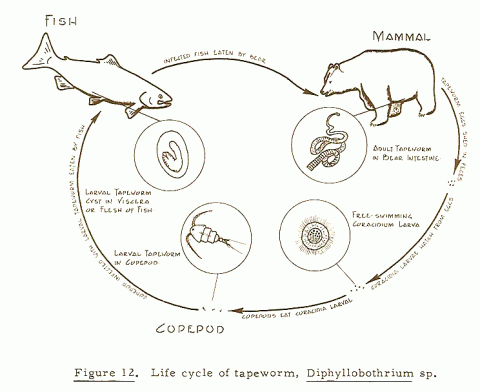 Life cycle of Diphyllobothrium.