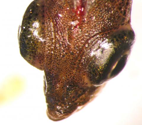 Fish with eyes distended by the presence of trematode metacercaria.