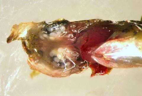 Dissected fish head showing white eye fluke metacercaria behind eyes.