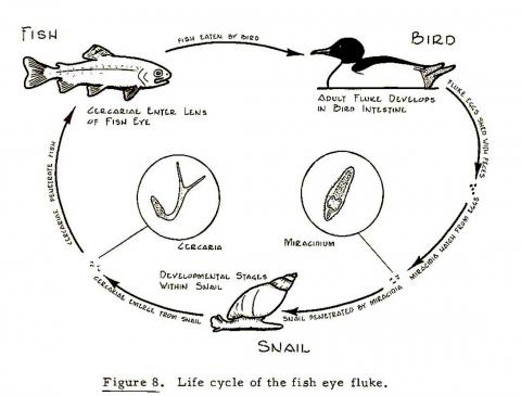 Life cycle of eye fluke (Diplostomum).