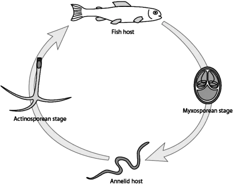 Life cycle of a typical myxozoan parasite.
