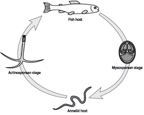 Life cycle of a typical myxozoan parasite.