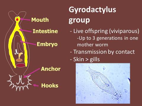 Information slide for Gyrodactylus.