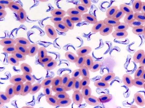 Stained blood smear showing Cryptobia salmositica.