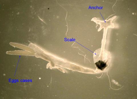 Adult anchor worm with main parts annotated.