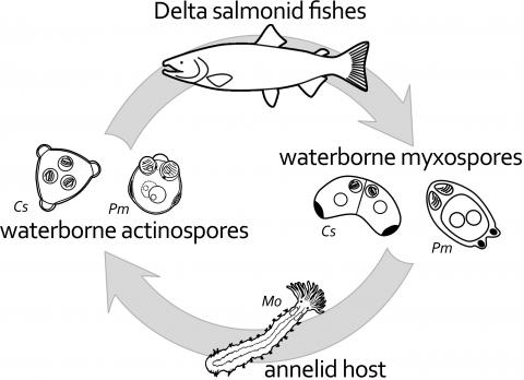 Diagrammatic life cycle of 2 myxozoan parasites.