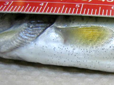 Nanophyetus metacercaria (black spots) on ventral surface of fish.