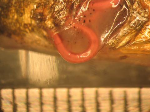 Eustrongylides nematode emerging from cut in side of stickleback.