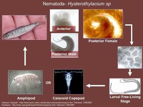 Life cycle of Hysterothylacium sp. (nematode).