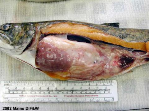 Philonema nematodes in mesenterial membranes of trout.