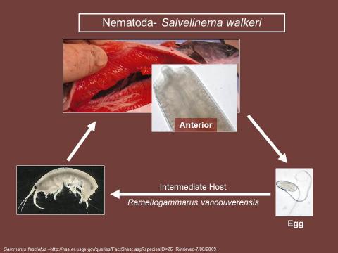 Life cycle of the nematode Salvelinema walkeri.