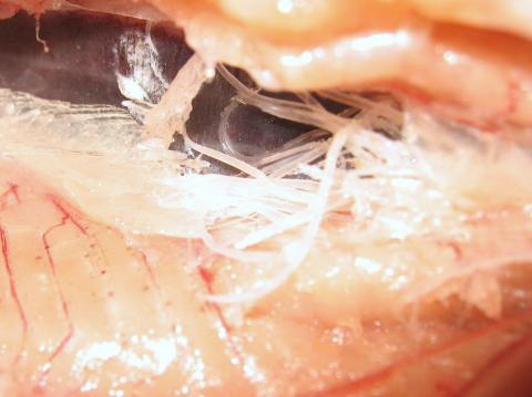 Adult Salvelinema nematodes in muscle of host.