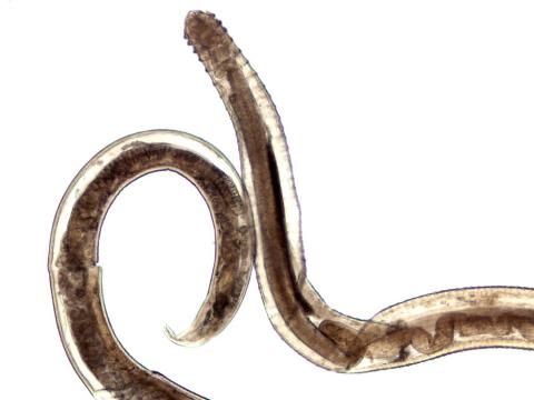 Spinitectus nematode.