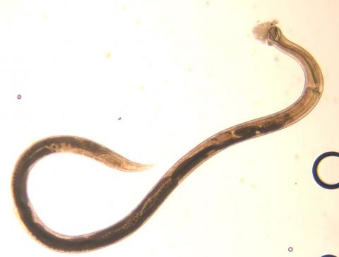 Adult Truttaedacnitis nematode.