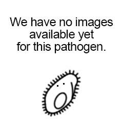 There are no images for this pathogen.