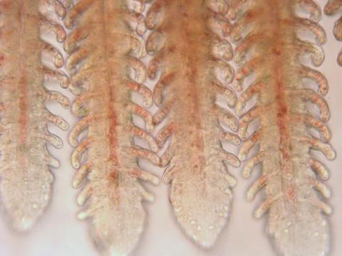 Low magnification image of a normal fish gill.