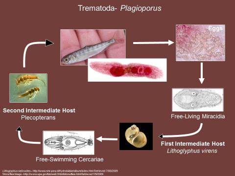 Life cycle of the trematode Plagioporus.