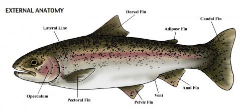Diagram showing external anatomy of trout.