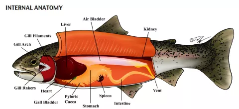 Diagram showing internal anatomy of trout.