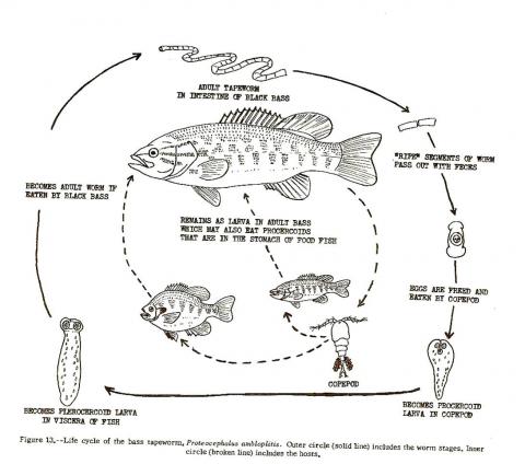 Life cycle of the bass tapeworm, Proteocephalus ambloplitis.