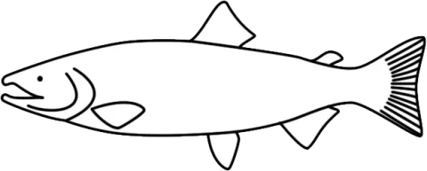 Generic line drawing of a salmon