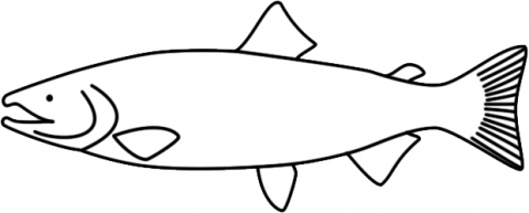Generic line drawing of a salmon