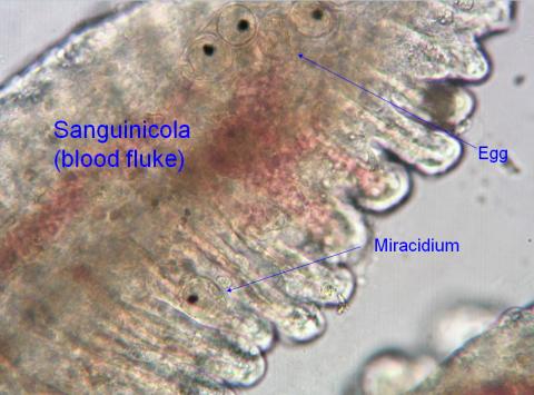 Sanguinicola within gill filament - annotated.