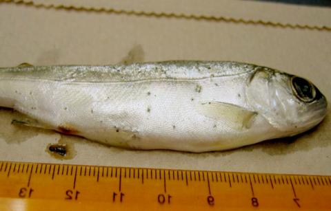 Neascus (spots) on surface of fish.