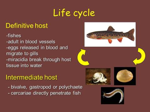 Typical life cycle of Sanguinicola.