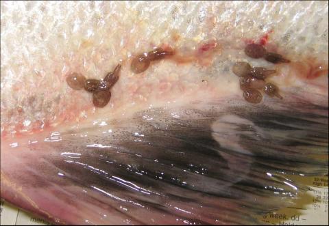 Adult sea lice on fish skin.