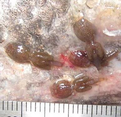 Adult sea lice on fish skin.