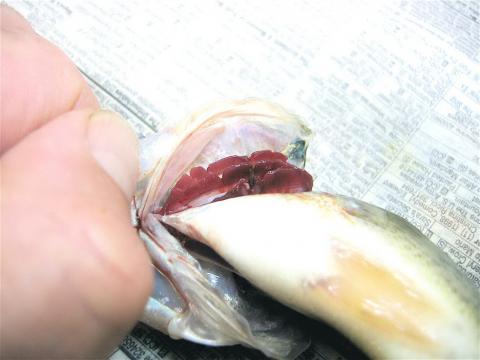 Bass with grass seed embedded in gill.