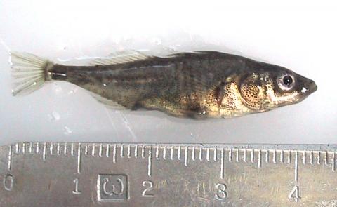 Threespine stickleback.