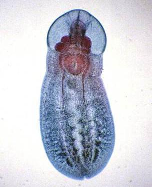 Posthodiplostomum minimum adult.