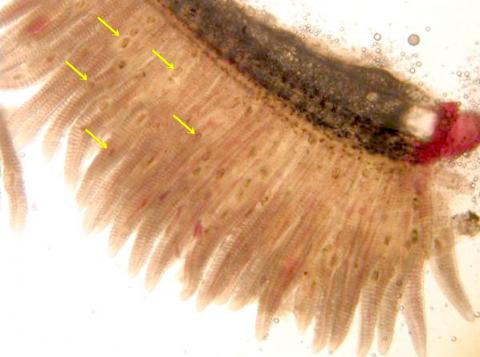 Trematode metacercariae (arrowed) in gills.