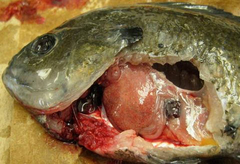 Bluegill with heavy infection of white grub in its liver.