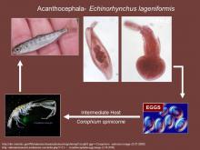 Life cycle of the acanthocephalan Echinorhynchus.