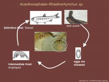 Life cycle of Rhadinorhynchus sp.
