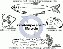 The life cycle of the myxozoan parasite Ceratomyxa shasta.
