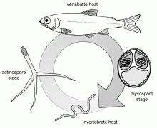 Life cycle of Myxobolus cerebralis