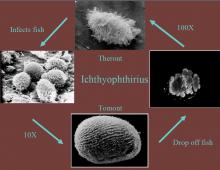 The life cycle of Ichthyophthirius, the parasite that causes white spot disease.