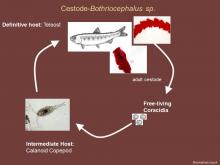 Life cycle of the cestode Bothriocephalus sp.