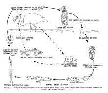 Life cycle of yellow grub (Clinostomum).