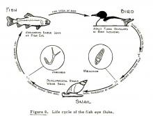 Life cycle of eye fluke (Diplostomum).