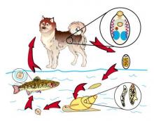 Life cycle of Nanophyetus.