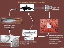 Life cycle of Anisakis nematodes.