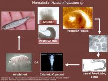 Life cycle of the nematode Hysterothylacium sp.