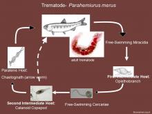 Life cycle of the trematode Parahemiurus sp.