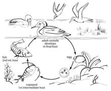 Life cycle of cestodes (flatworms).