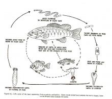 Life cycle of the bass tapeworm, Proteocephalus ambloplitis.